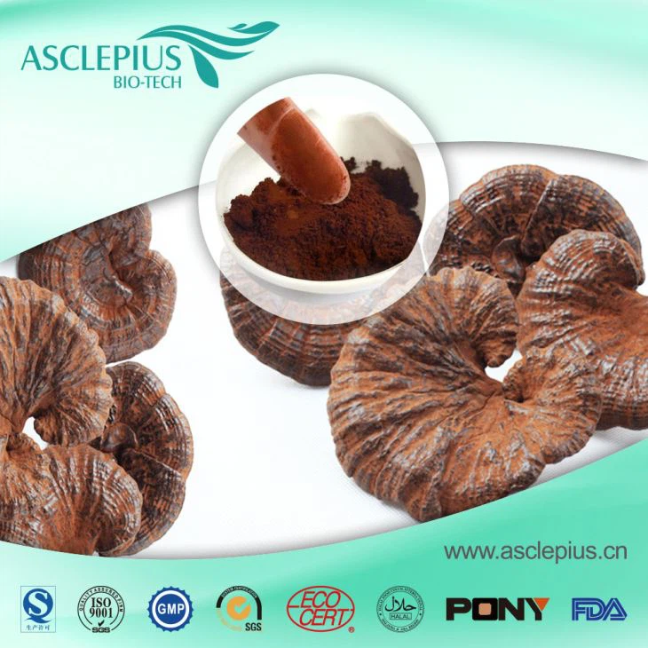 Ekstrakt Ganoderma Lucidum, dostawca ekstraktu z grzybów Reishi hurtowo