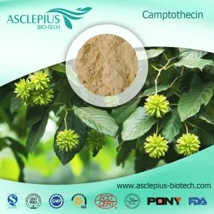 Kamptotecyna, dostawca ekstraktu kamptotheca acuminata hurtowo