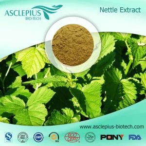 Hurtowy dostawca ekstraktu z korzenia pokrzywy w proszku