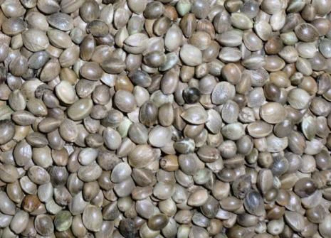 Wprowadzenie do nasion konopi